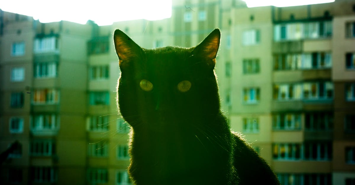 Recent Amendments to Local Council Window Tinting Regulations