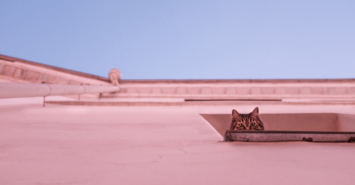 The Role of Dyed Window Tinting in Energy Efficiency